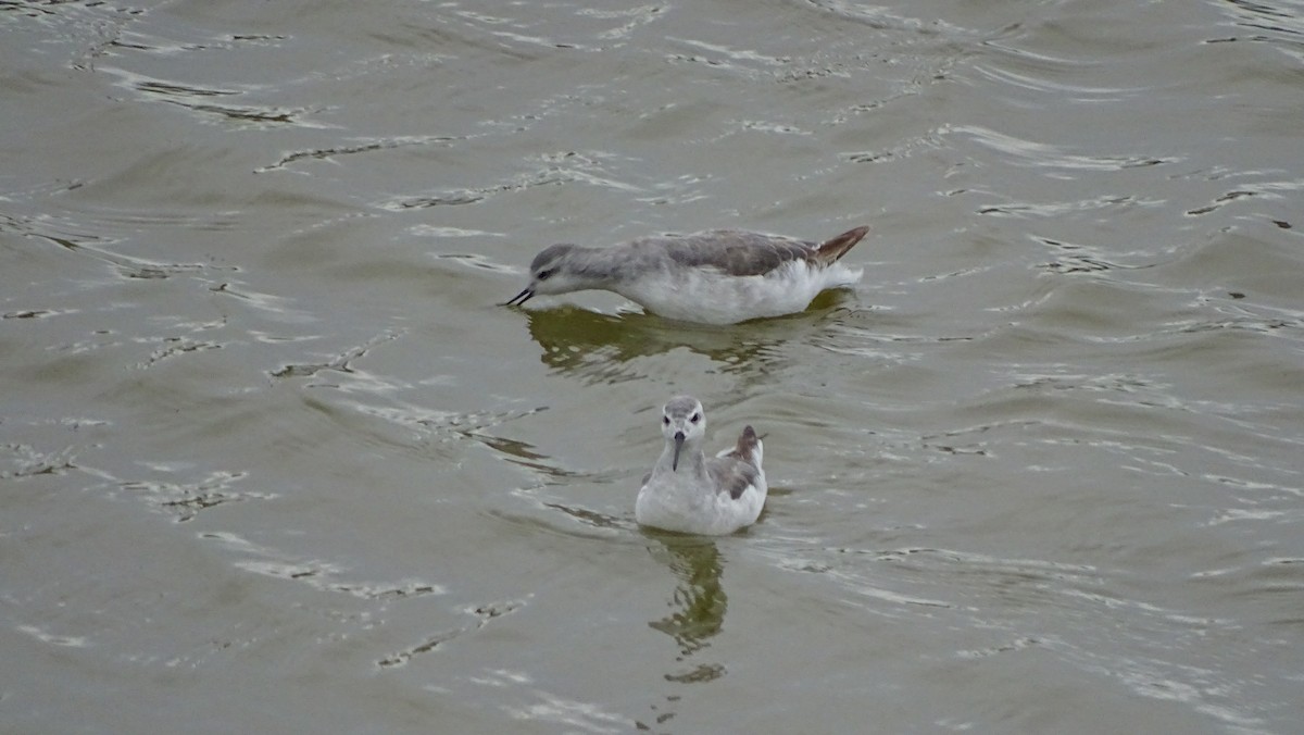 Wilson's Phalarope - Javier Ubiría