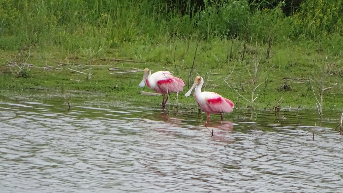 Roseate Spoonbill - Javier Ubiría