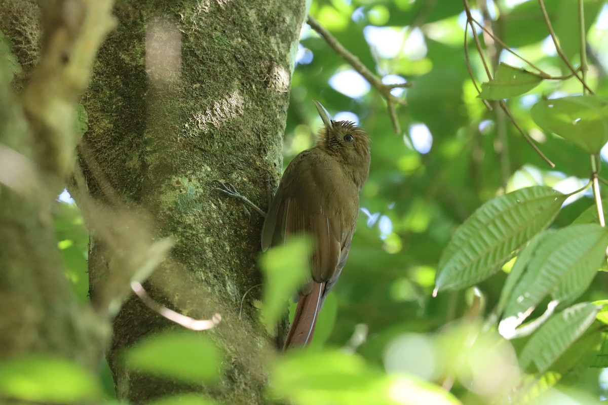 Plain-winged Woodcreeper - ML611308273