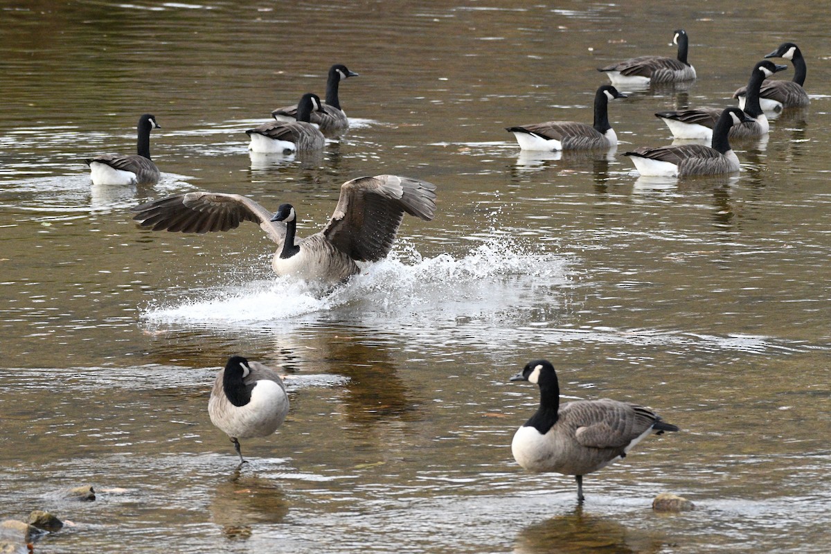 Canada Goose - ML611308298