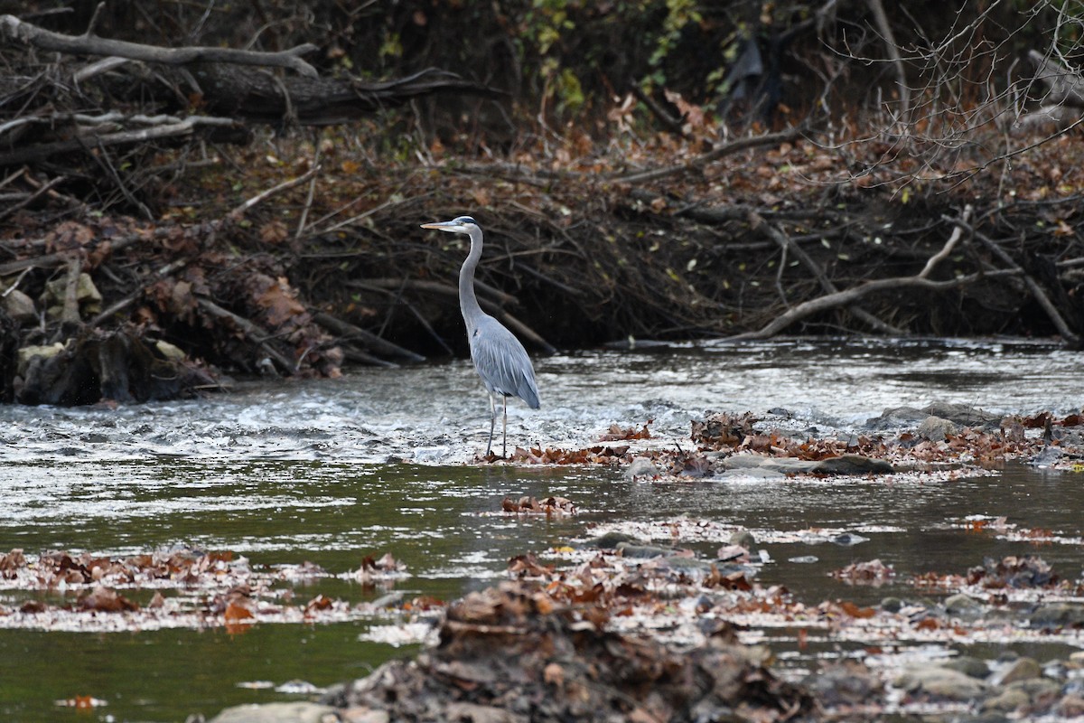 Great Blue Heron - ML611308310
