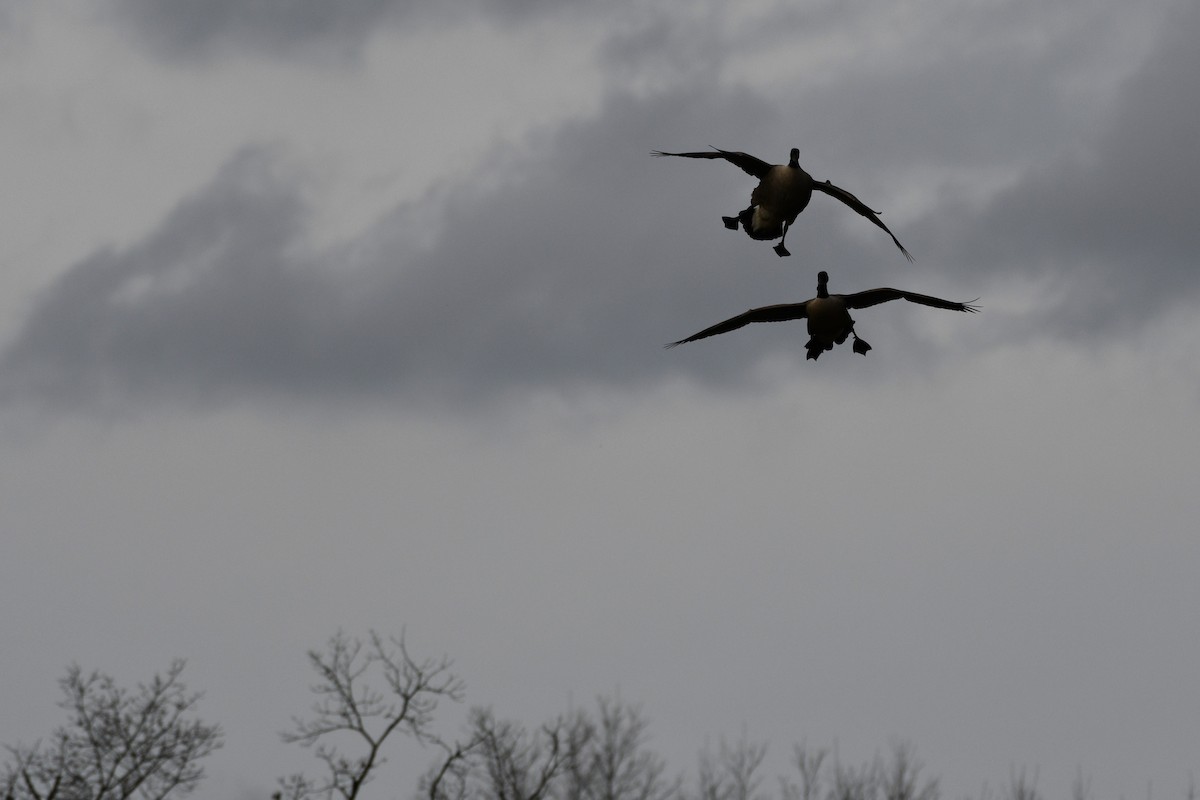 Canada Goose - ML611308317