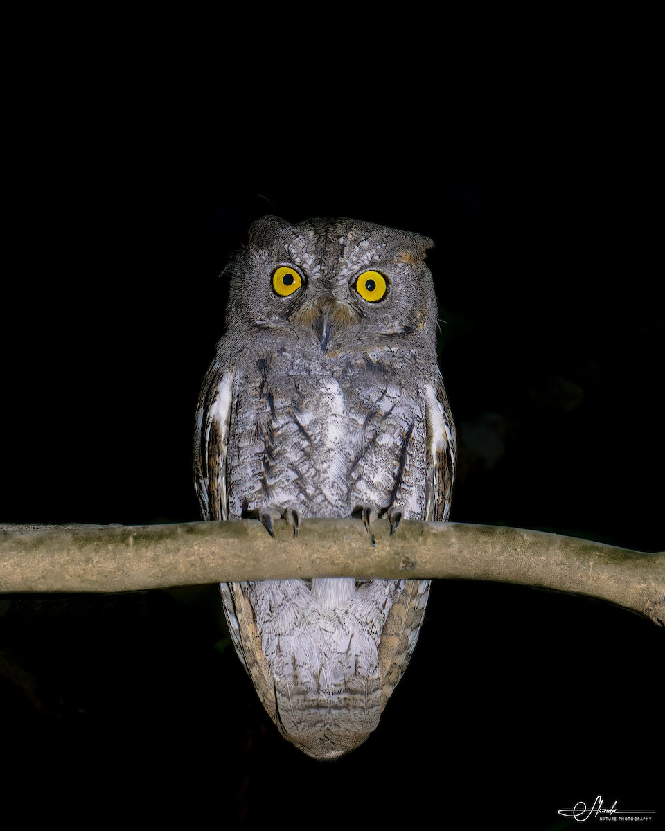 Oriental Scops-Owl - ML611308357