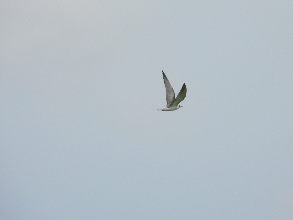 White-winged Tern - ML611308374