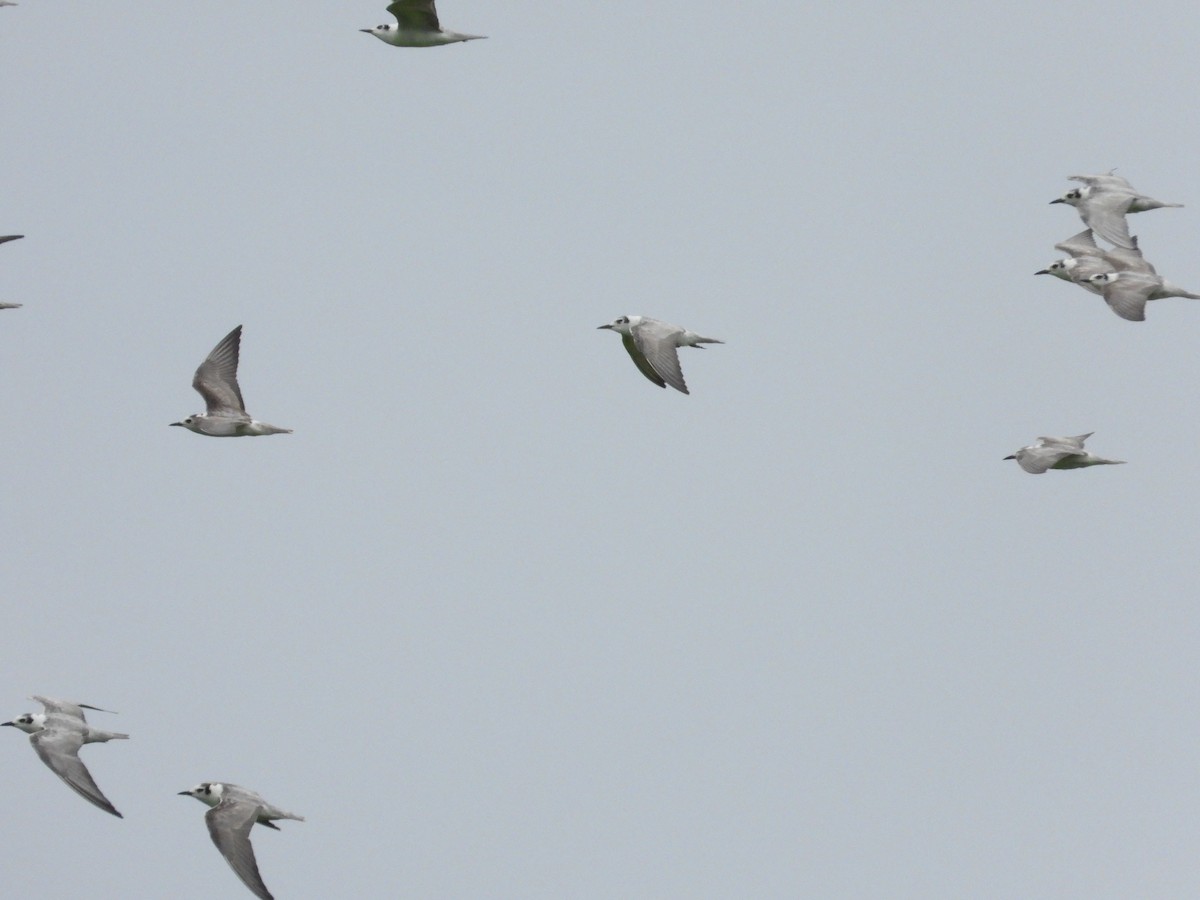 White-winged Tern - ML611308394