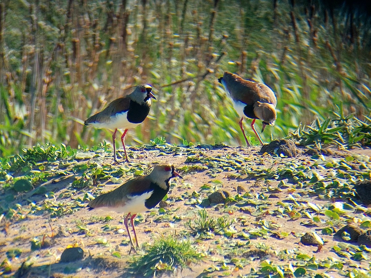 Southern Lapwing (lampronotus) - ML611308398