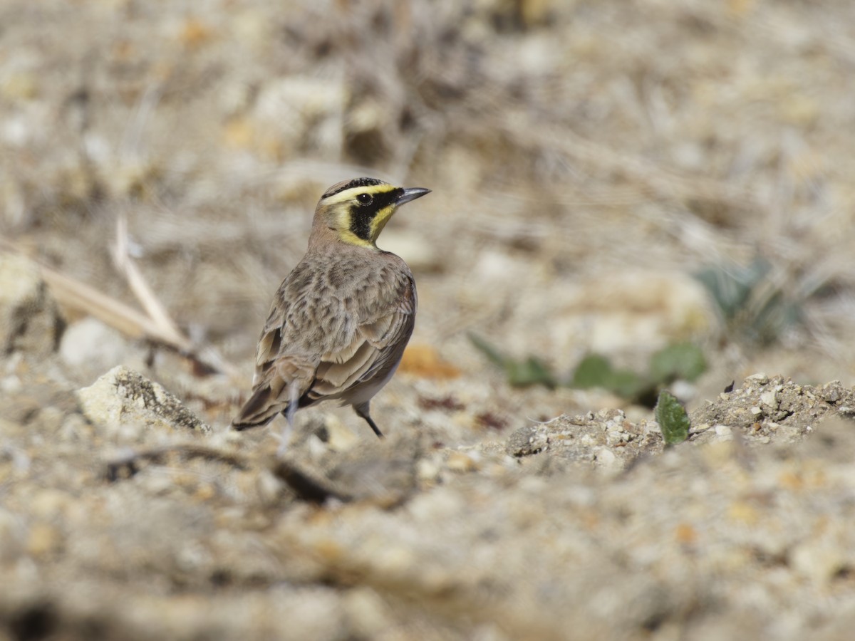 Horned Lark - Dina Perry