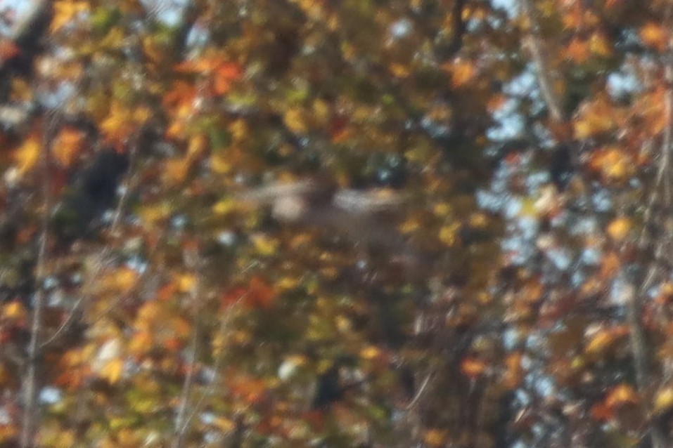 Merlin - ML611308436