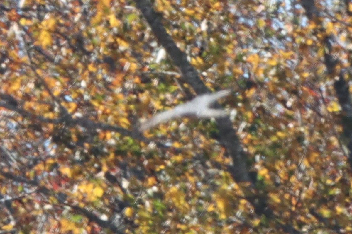 Merlin - ML611308437