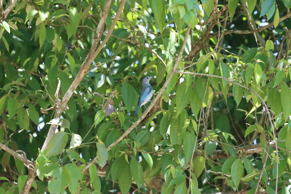 Sayaca Tanager - Ricardo Lopez Z.