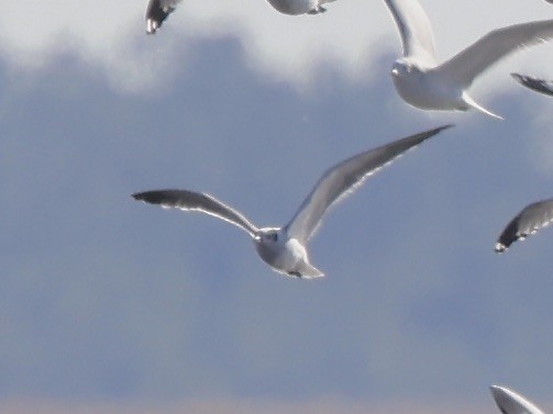 Gaviota Guanaguanare - ML611308545