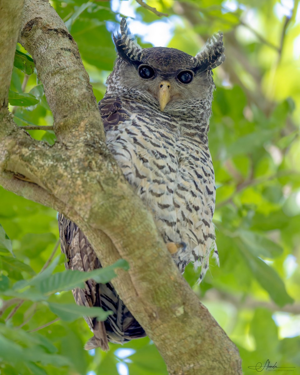 Spot-bellied Eagle-Owl - ML611308547