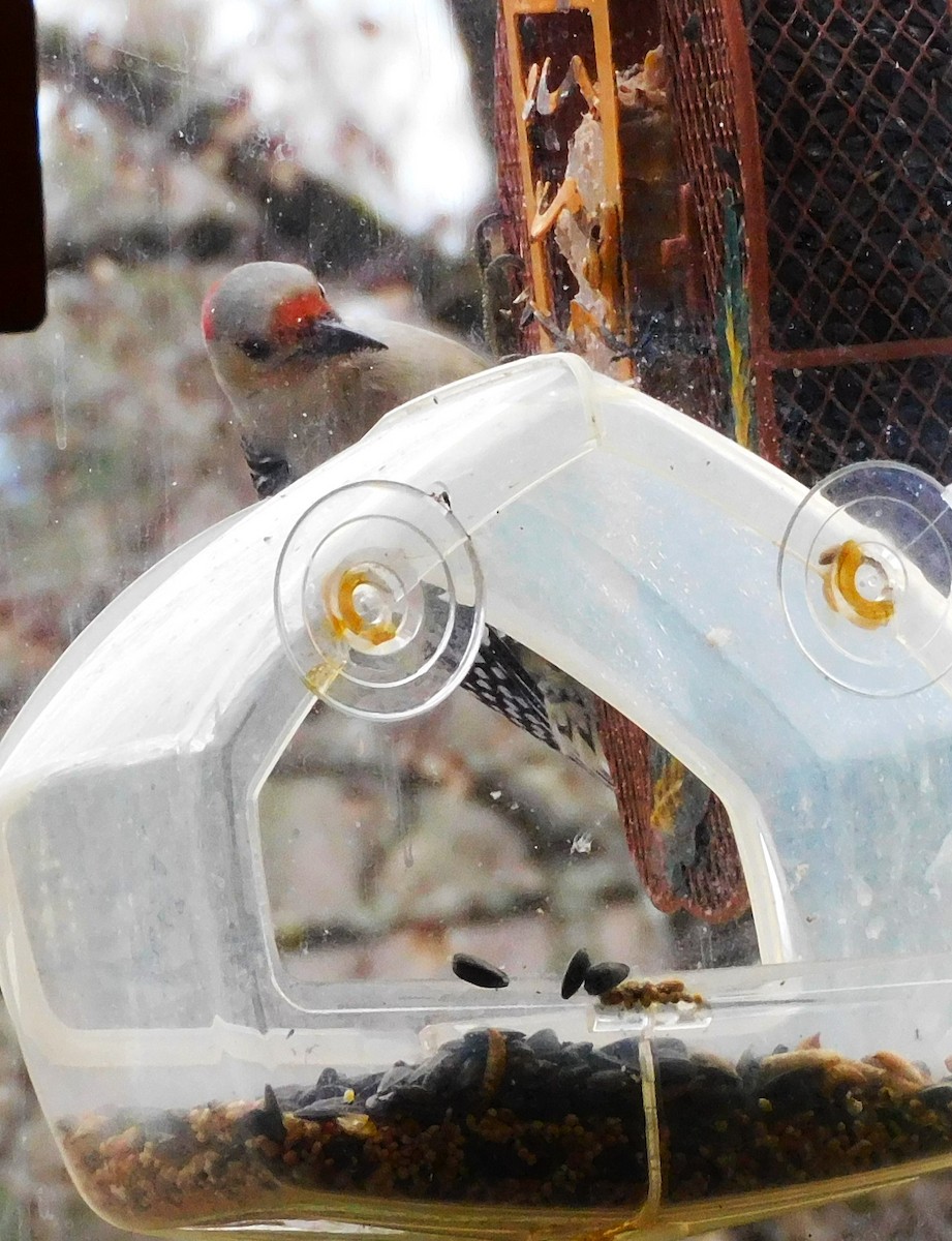 Red-bellied Woodpecker - ML611308561