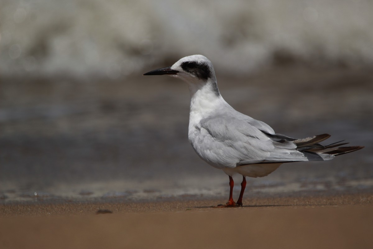 Forster's Tern - Emmanuel Gabriel Rivera