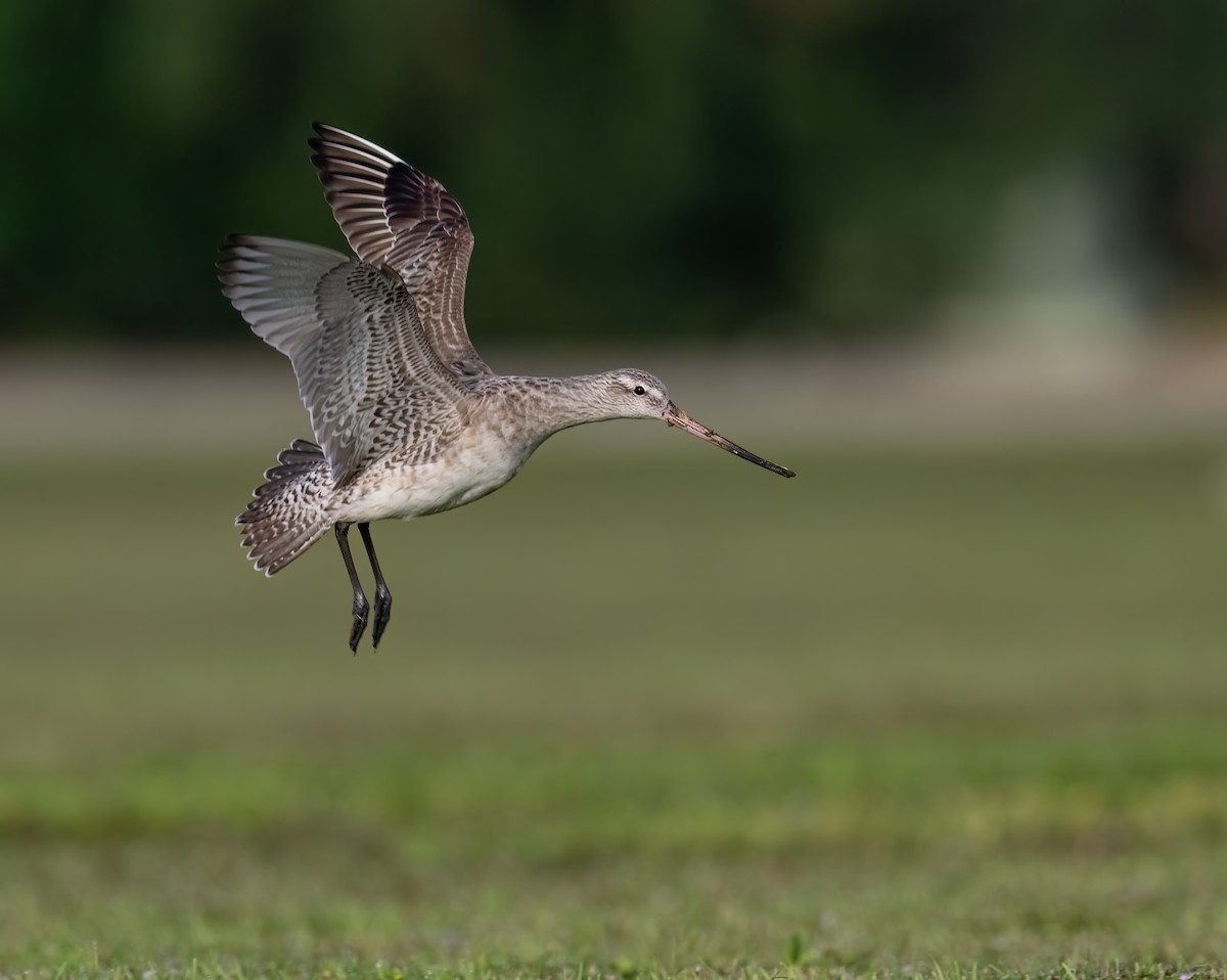 Bar-tailed Godwit - Owlando Fonseca