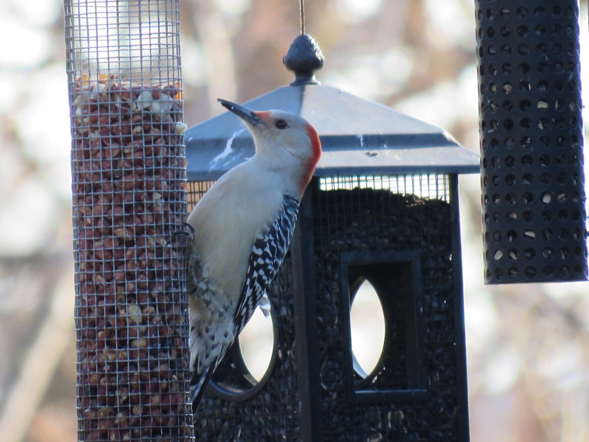 Red-bellied Woodpecker - ML611308632