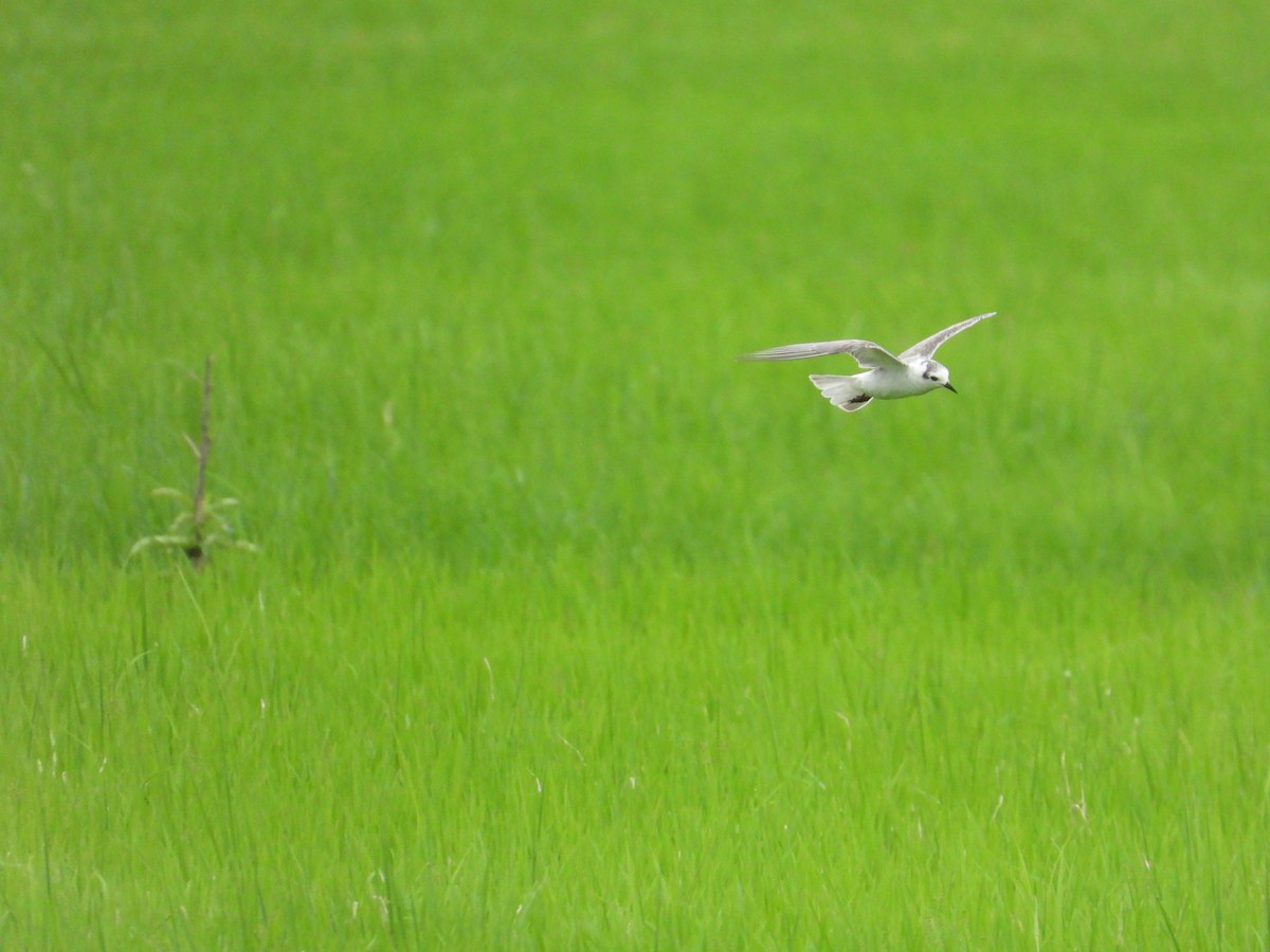 White-winged Tern - ML611308648