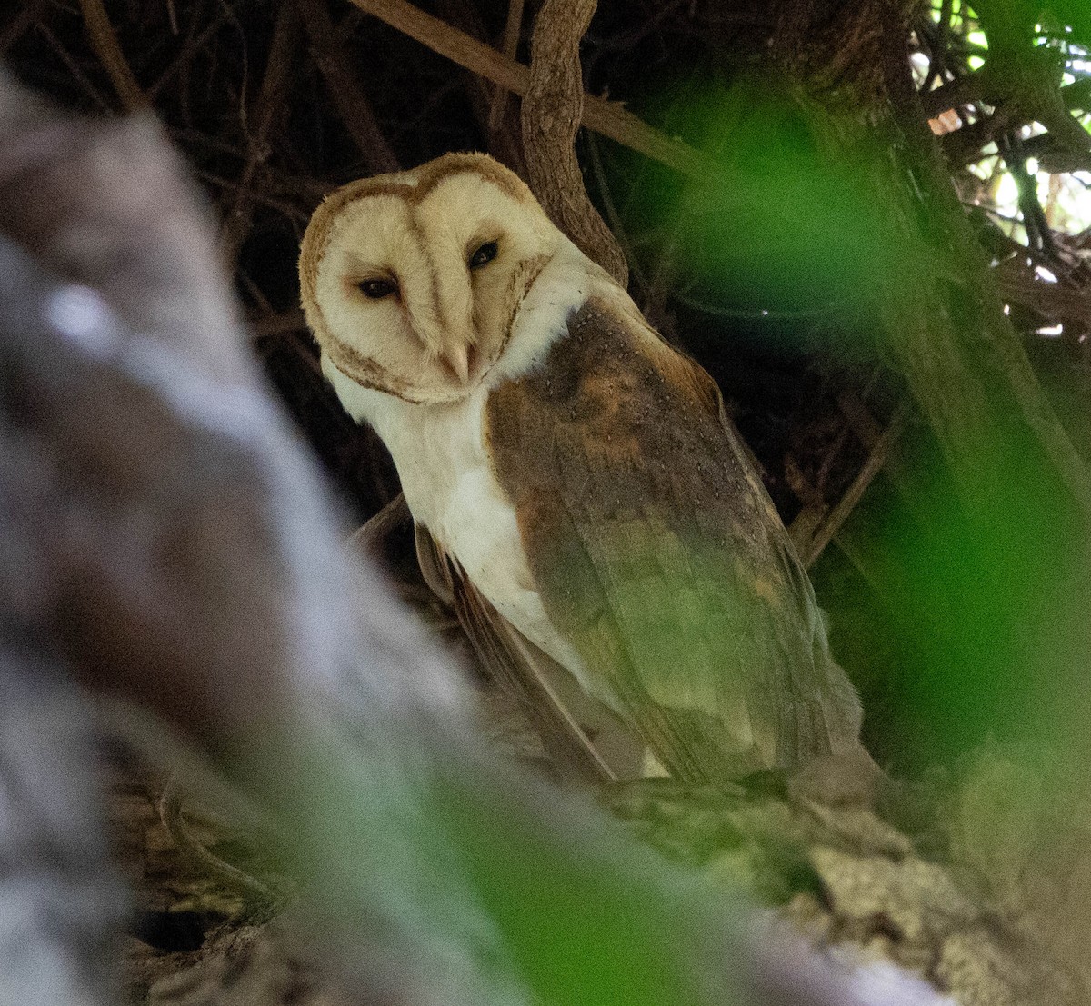 Barn Owl - ML611308660