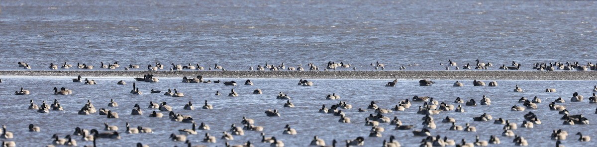 Black-bellied Plover - Anonymous