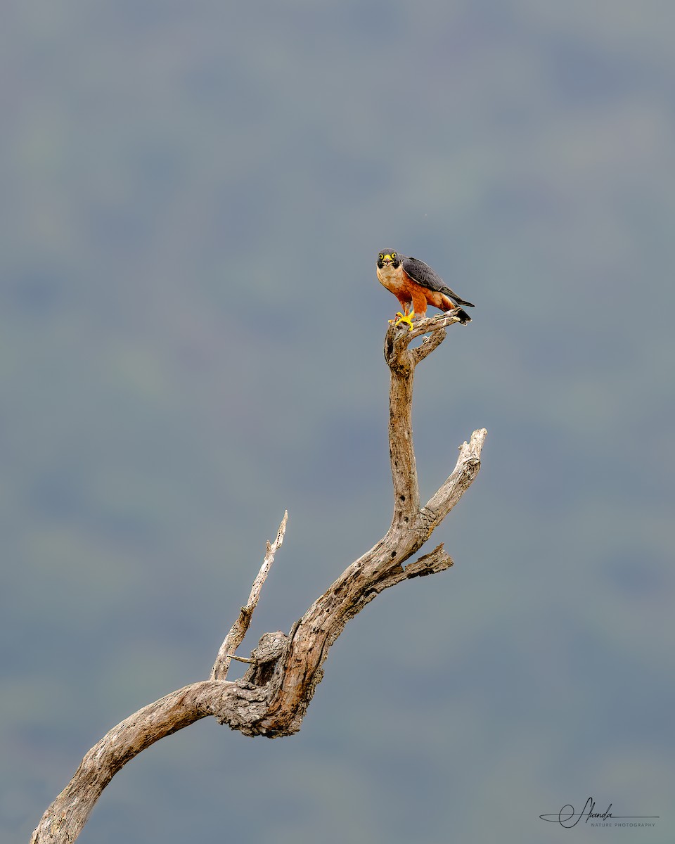 Peregrine Falcon - skanda sn