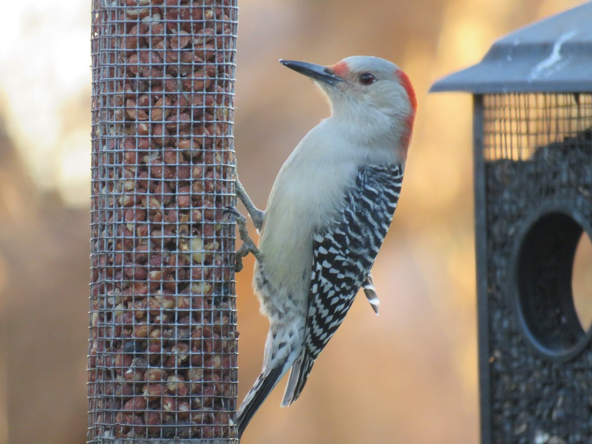 Red-bellied Woodpecker - ML611308728