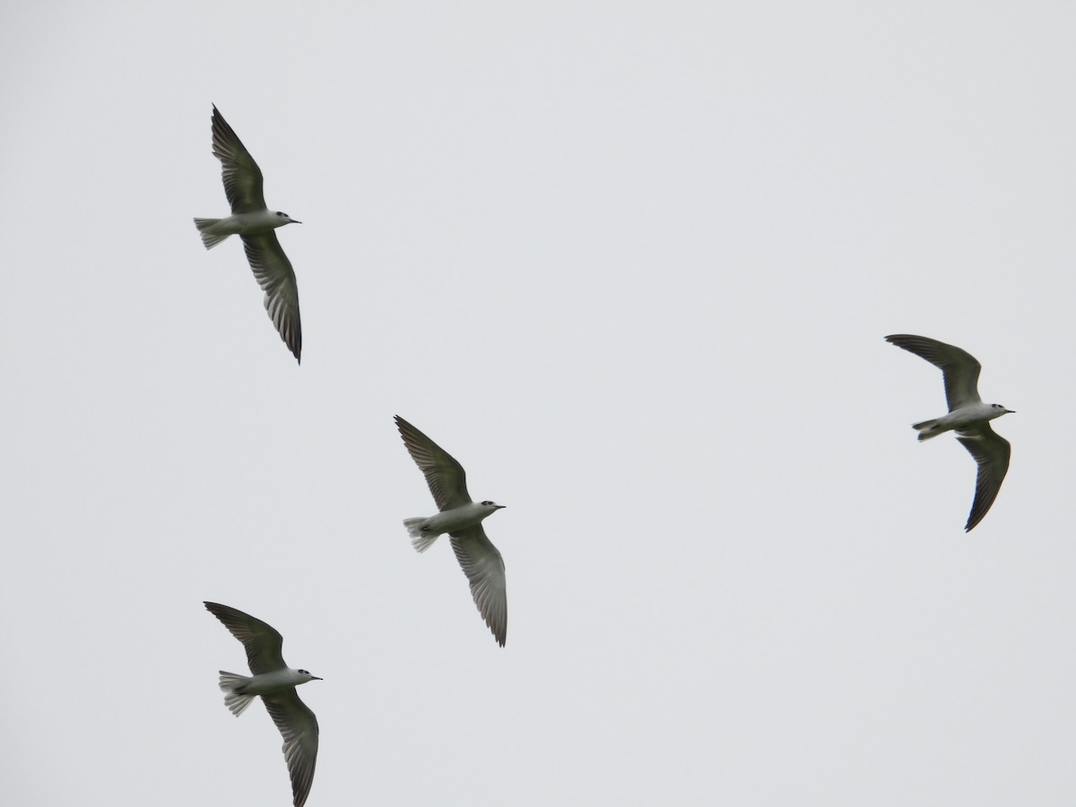 White-winged Tern - Nick 6978