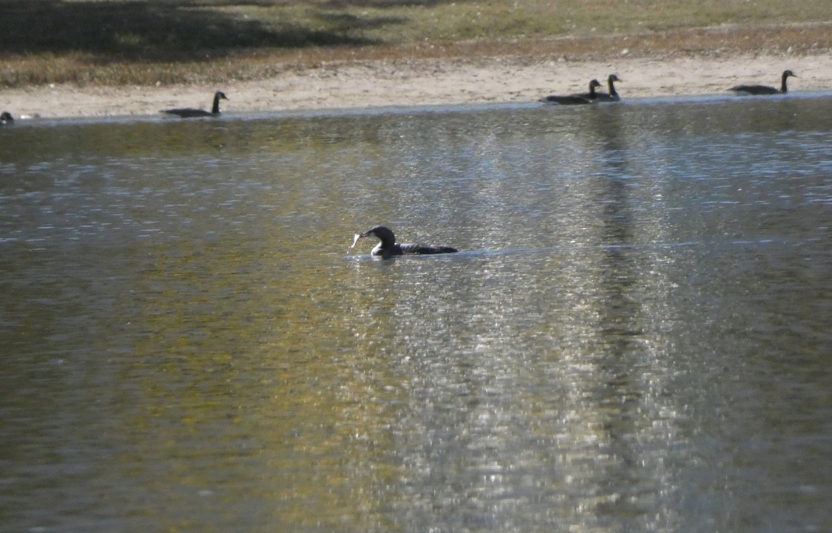 Pacific Loon - Jonathan Bookman