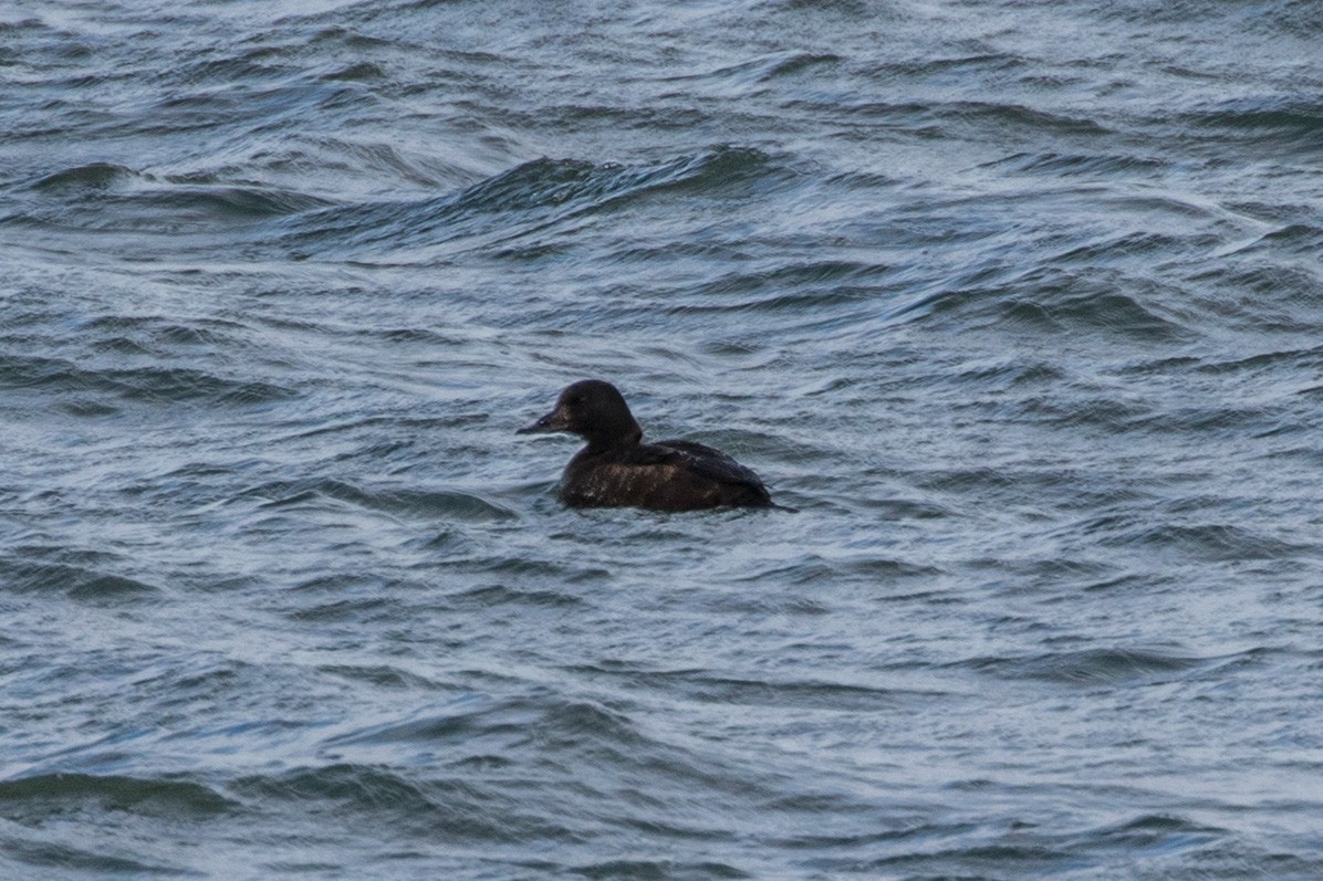 White-winged Scoter - ML611308775