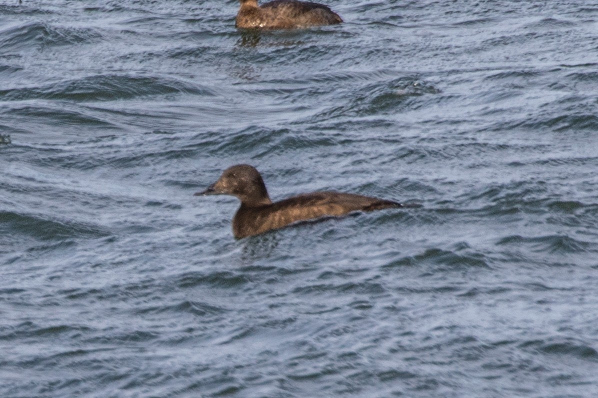 White-winged Scoter - ML611308806