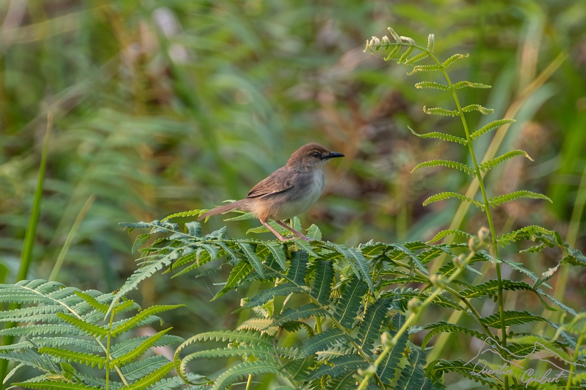 Chattering Cisticola - Quentin Guibert