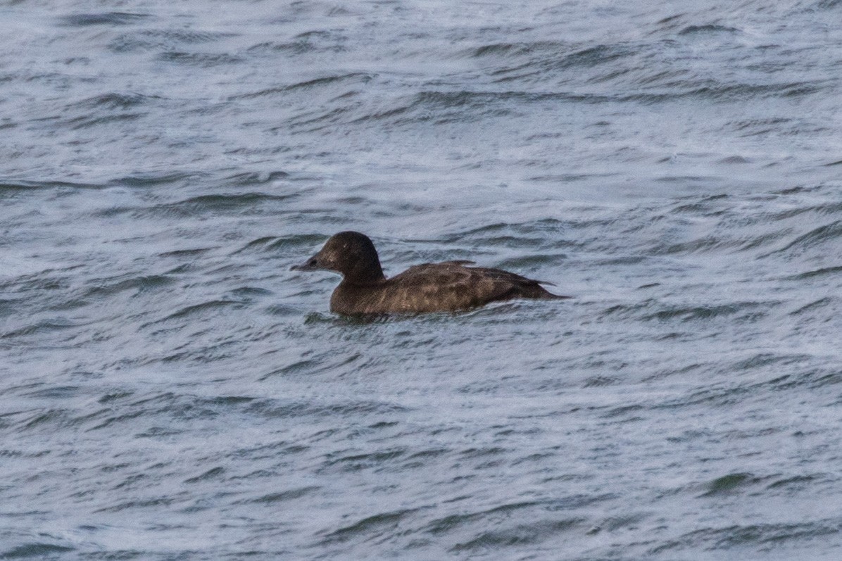 White-winged Scoter - ML611308811