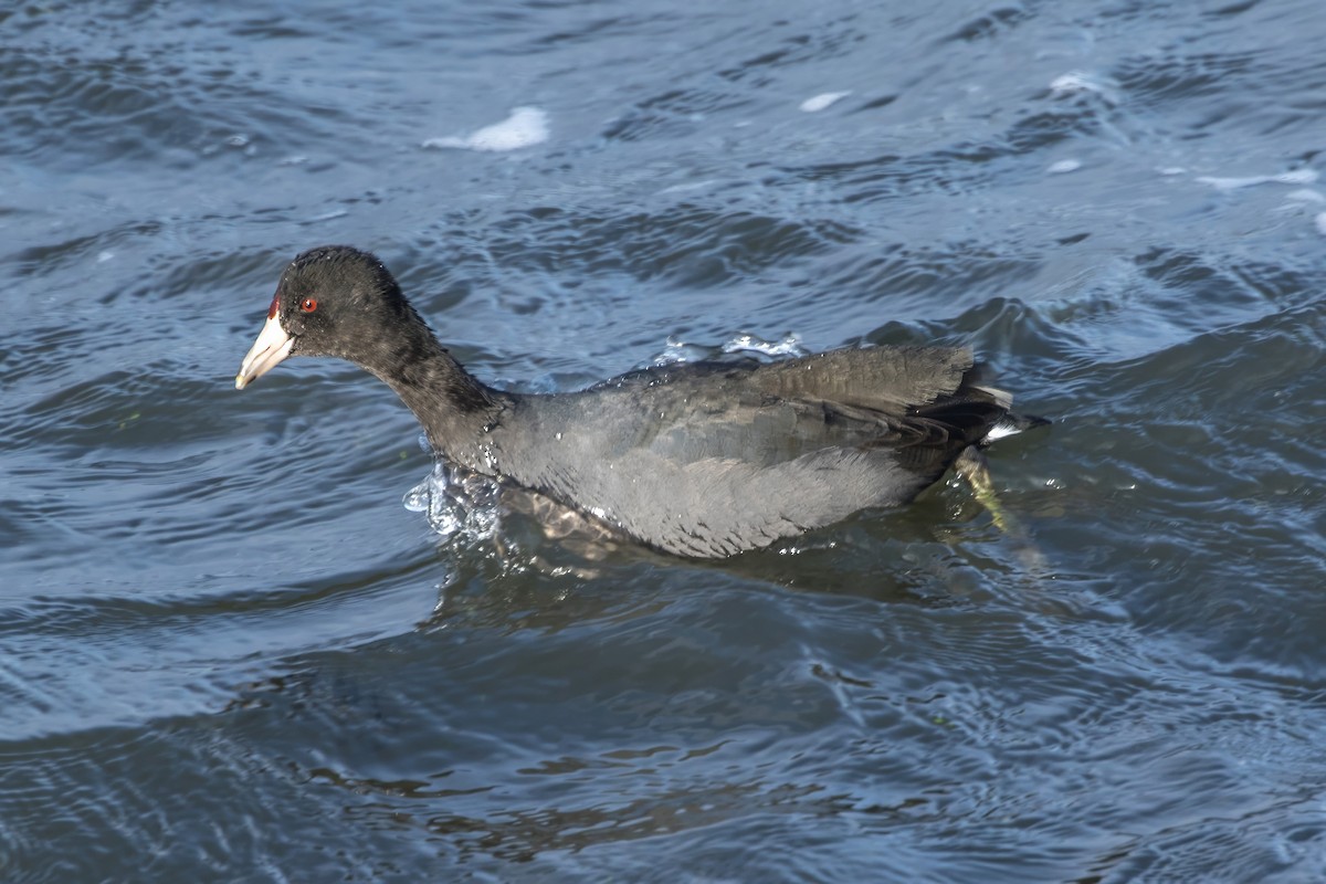 American Coot - Jodi Boe