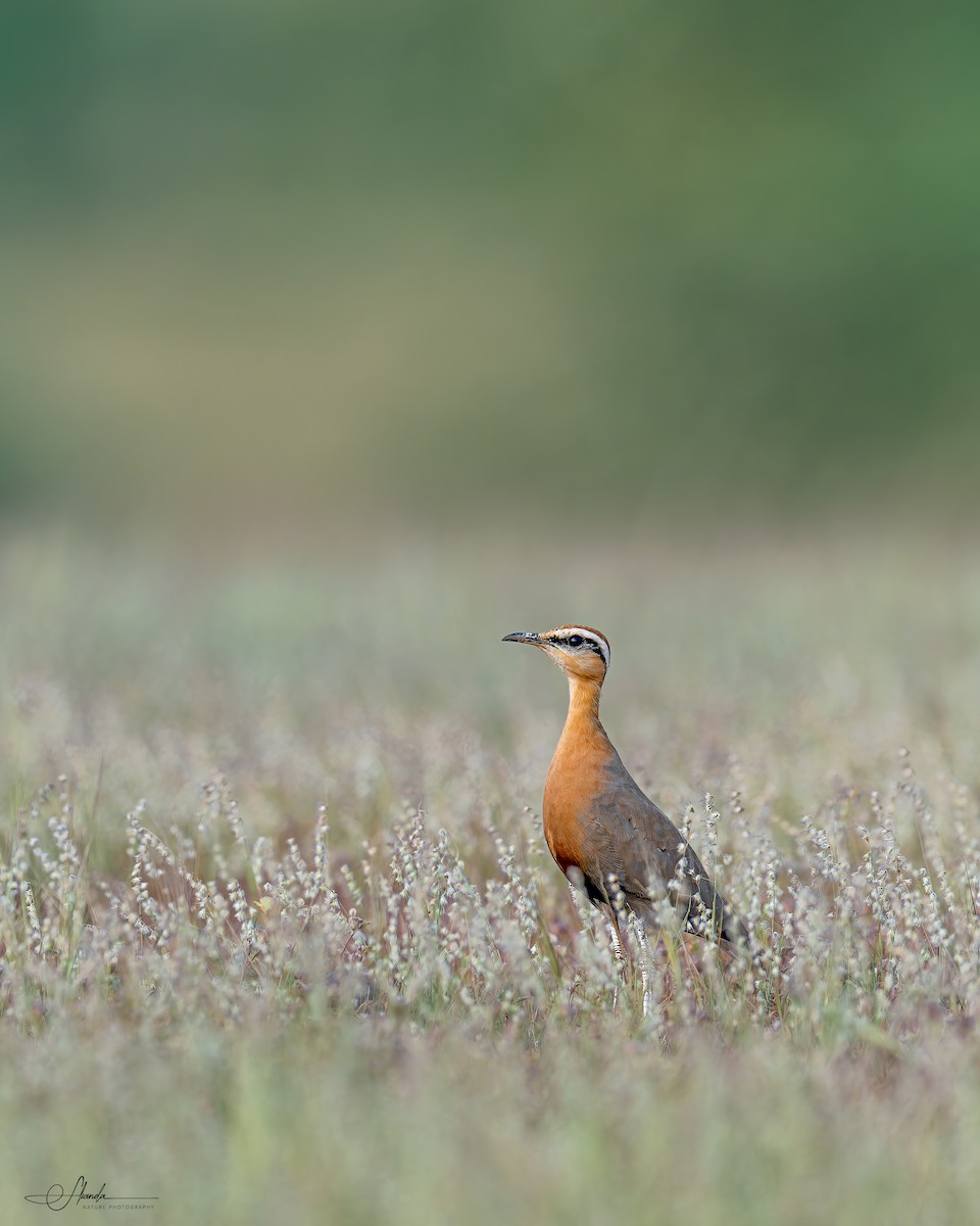 Indian Courser - ML611308876