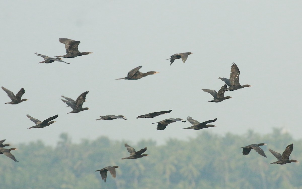 Little Cormorant - ML611308910