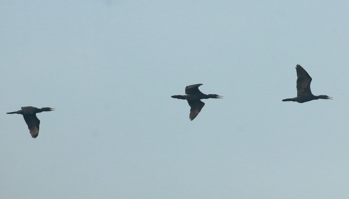 Indian Cormorant - ML611308932