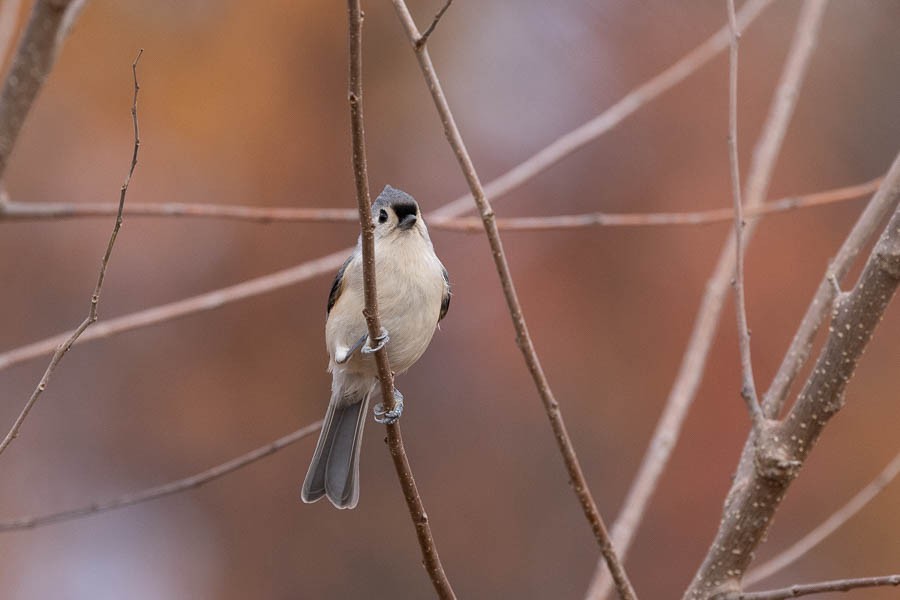 Tufted Titmouse - ML611308983