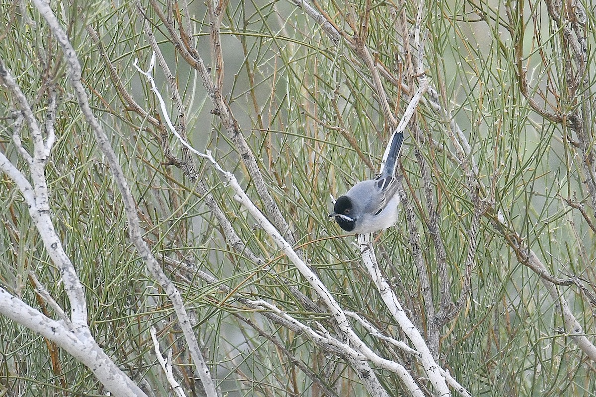 Rüppell's Warbler - ML611309003