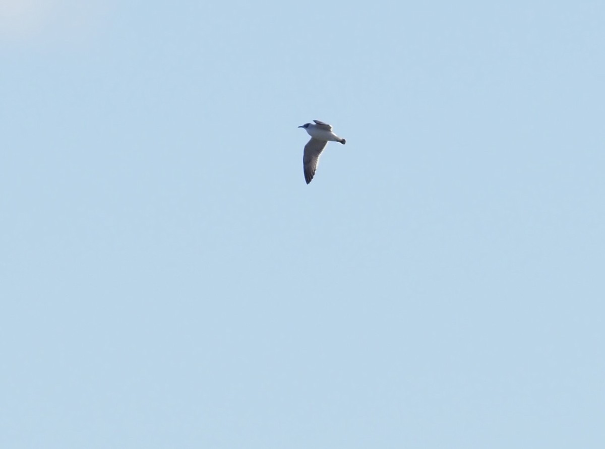 Franklin's Gull - Nina Wolf