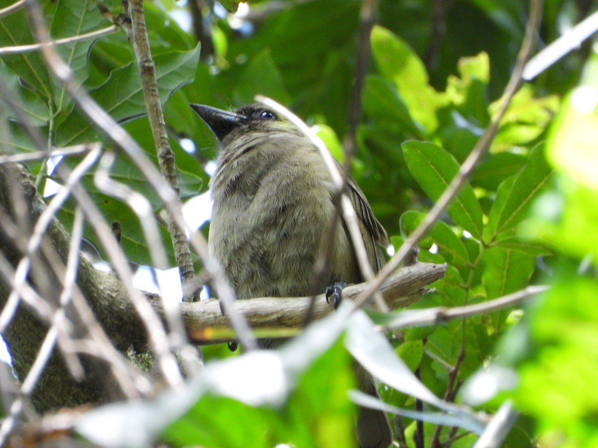 Green Barbet - Lloyd Weber