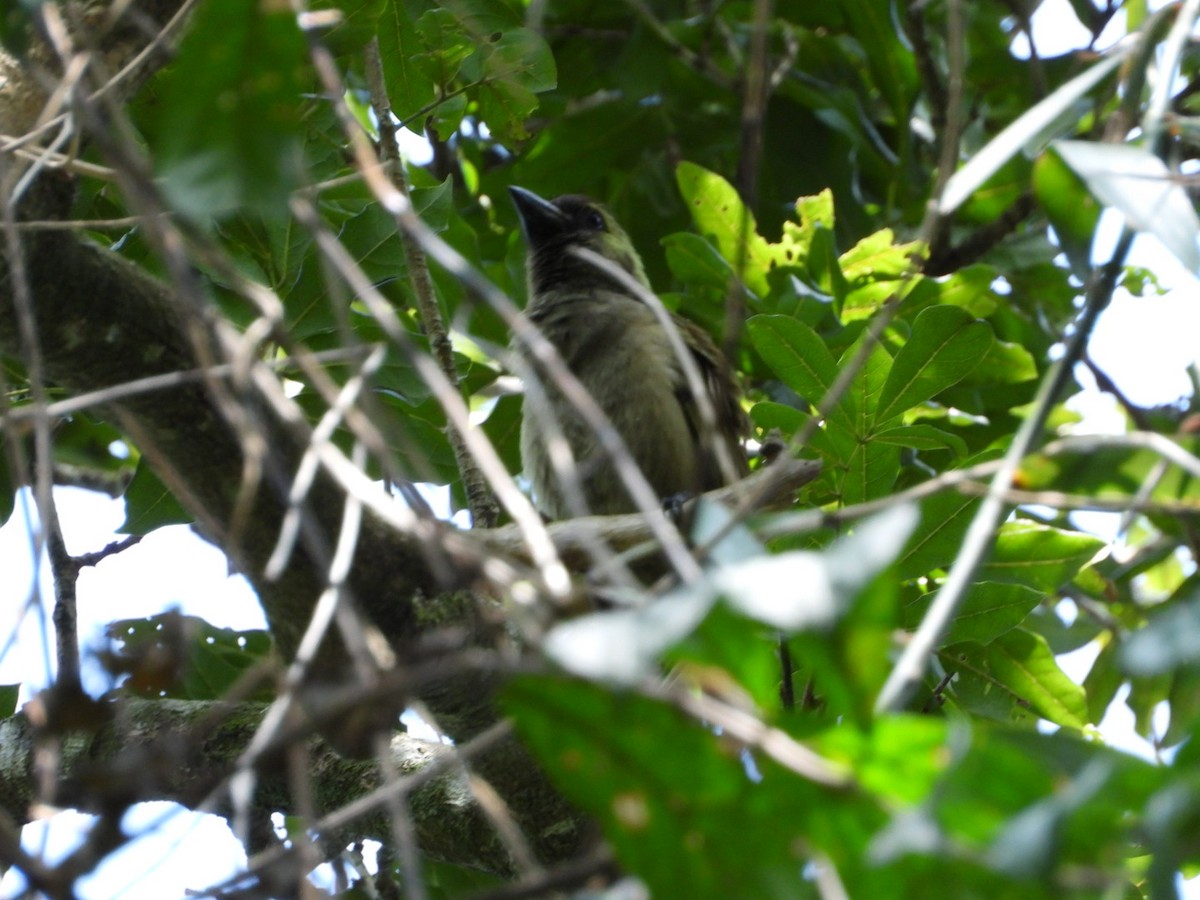 Green Barbet - ML611309224