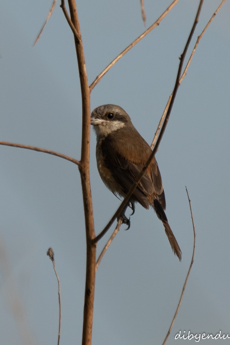 Long-tailed Shrike - ML611309291