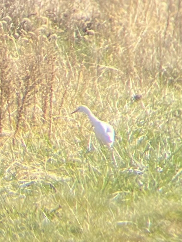 Western Cattle Egret - ML611309330