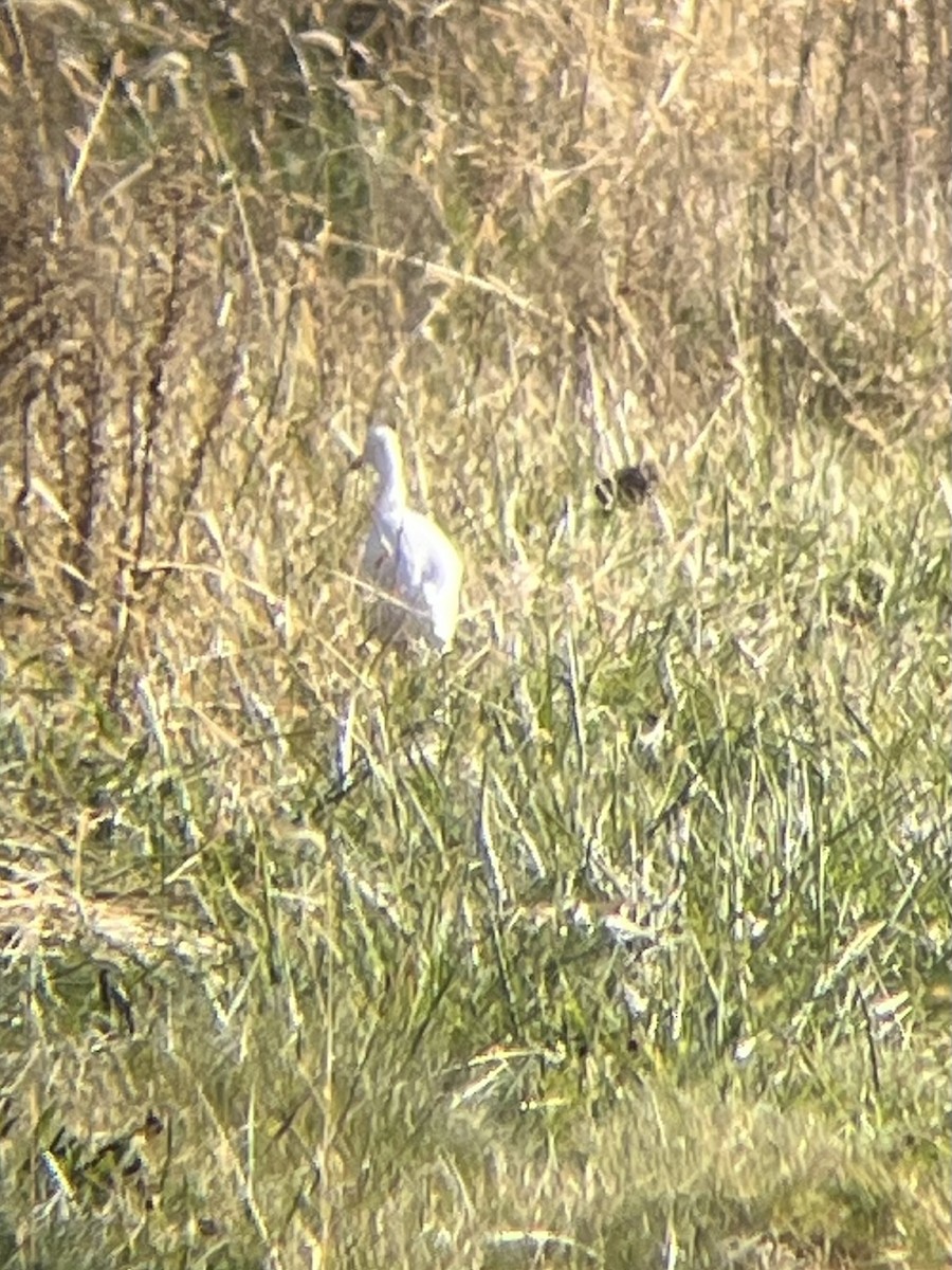 Western Cattle Egret - ML611309332