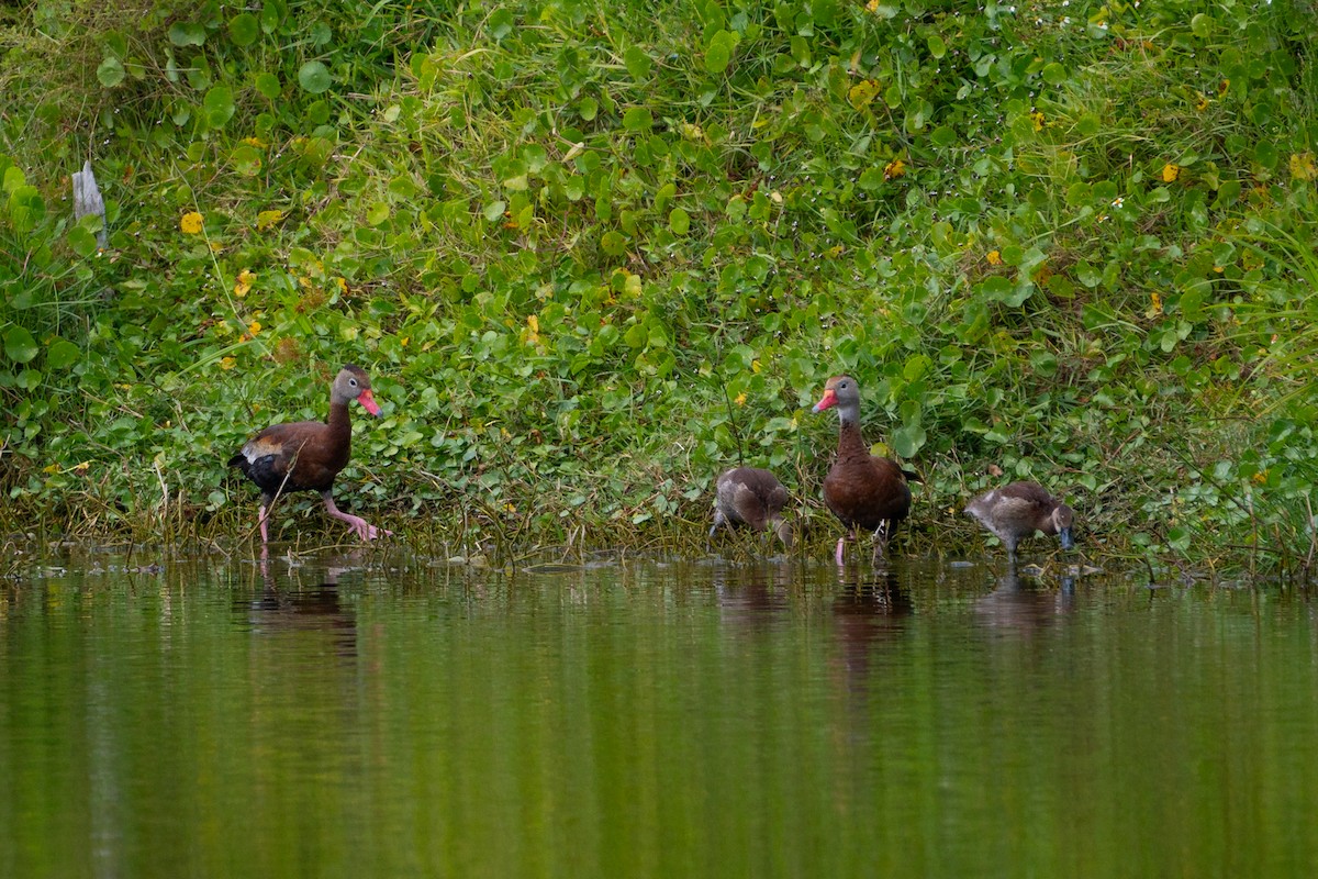 Dendrocygne à ventre noir - ML611309351