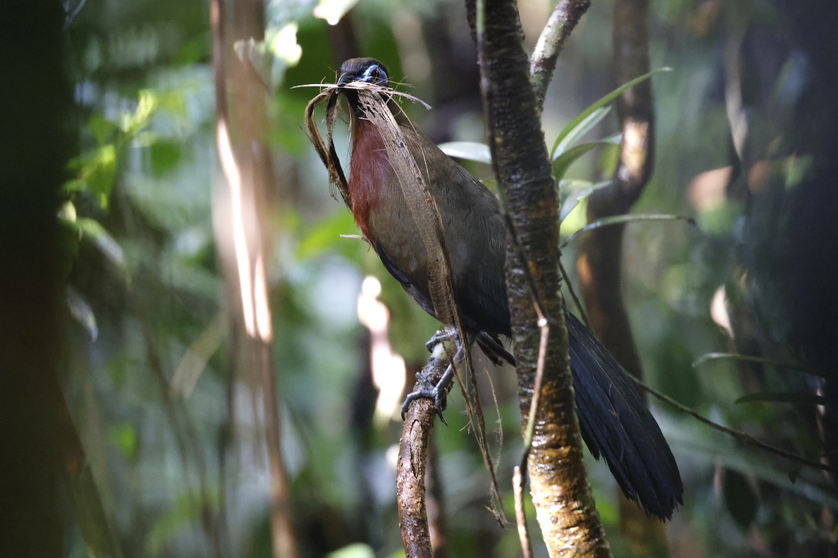 Red-breasted Coua - ML611309408