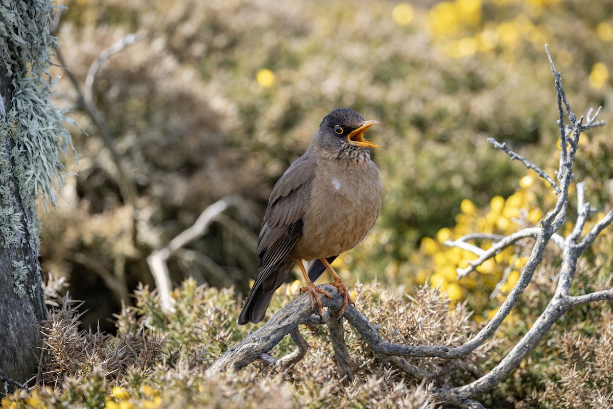 Austral Thrush (Falkland) - ML611309433