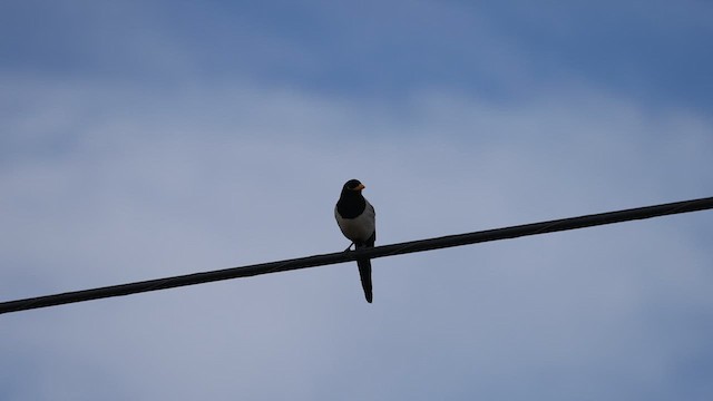 Yellow-billed Magpie - ML611309445