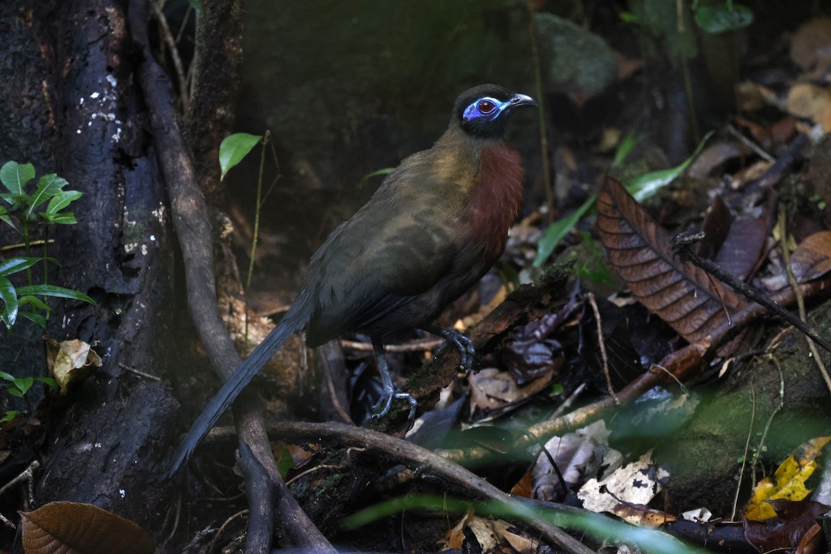 Red-breasted Coua - ML611309491