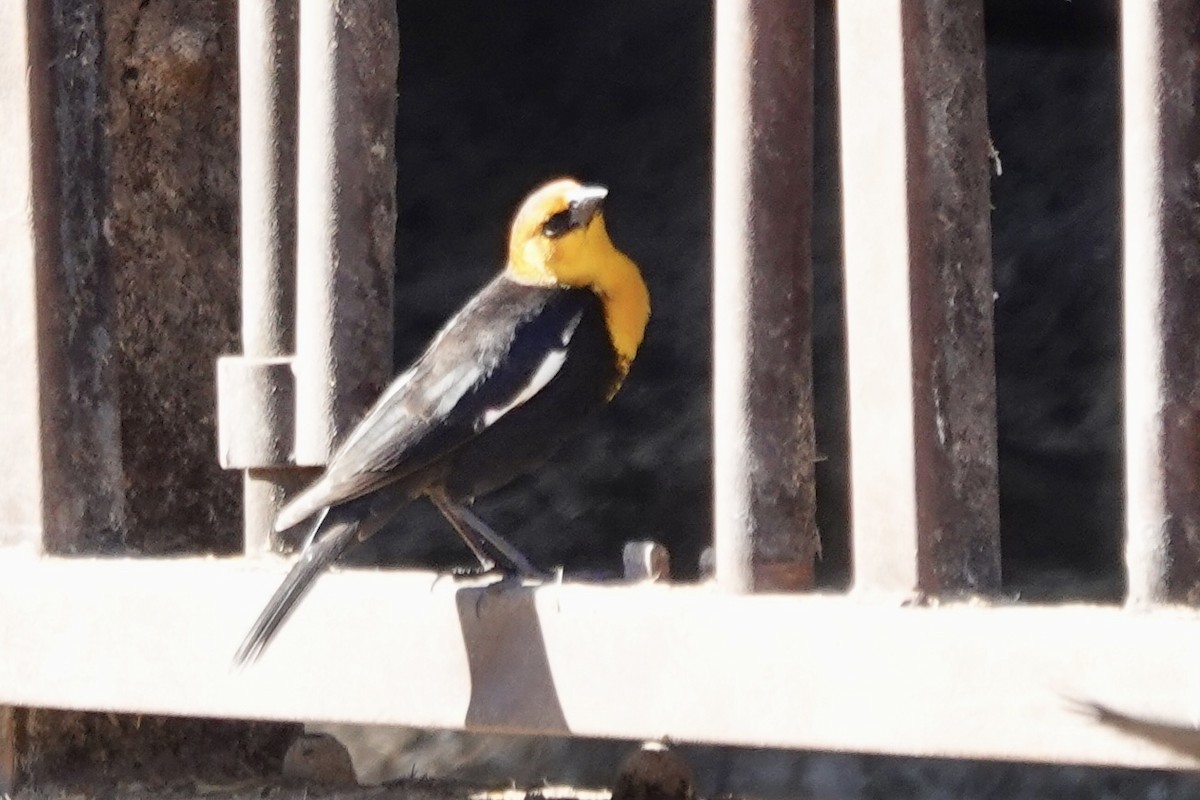 Yellow-headed Blackbird - ML611309503