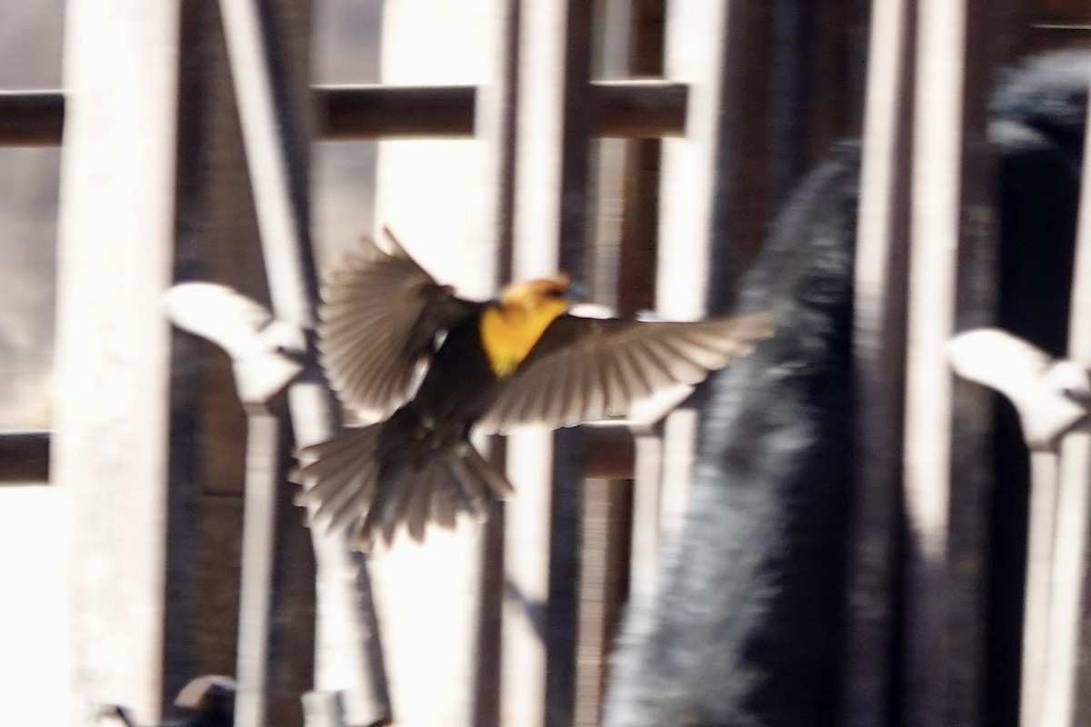Yellow-headed Blackbird - ML611309504
